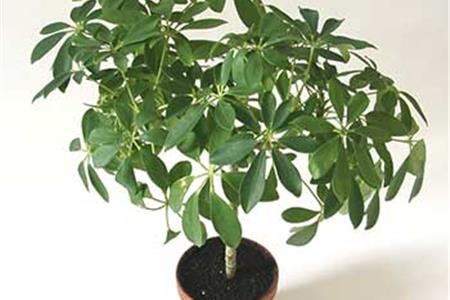 نگهداری گیاه شفلرا و شفلرا ابلق