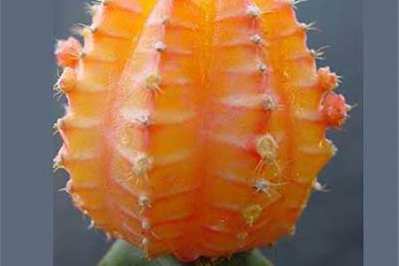 کاکتوس گل دار شرایط نگه داری از کاکتوس گل دار ژیمنوکالیسیم