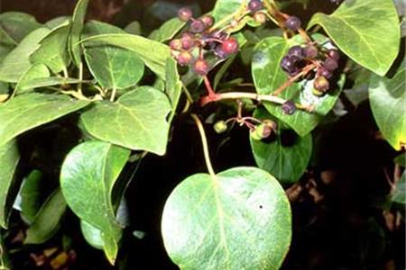 روش ازدیاد پاپیتال