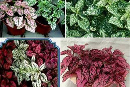 چگونه گل سنگ را نگه داری کنیم؟