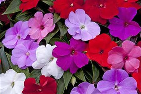 نگه داری گل حنا در آپارتمان