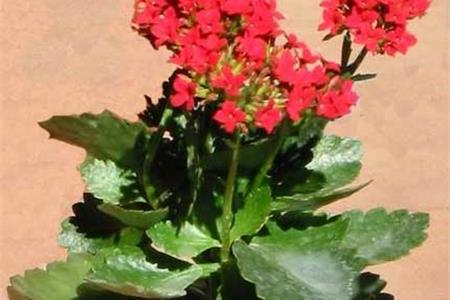 گیاهان آپارتمانی سازگار با نور کم