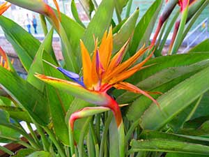 گل پرنده بهشتی