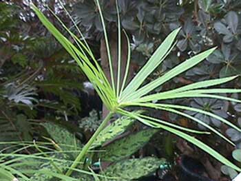 راهنمای جامع نگهداری نخل مرداب