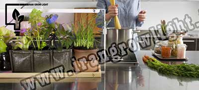 مهم ترین فاکتورهای نگهداری از گیاه 