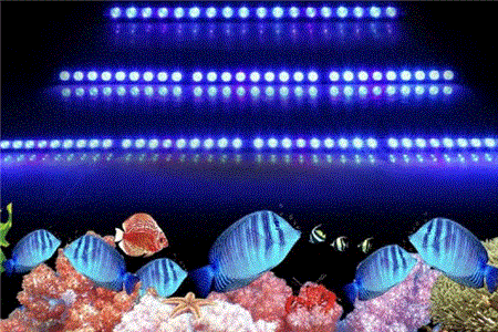 لامپ آکواریوم آب شور