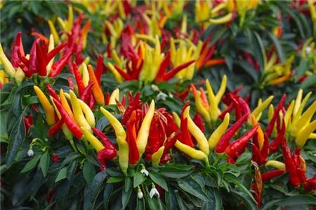 کشت فلفل قرمز با لامپ رشد گیاه