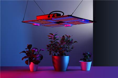 تاثیر انواع نور بر رشد گیاهان - بهترین نور لامپ رشد گیاهان