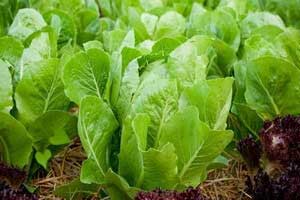 نورمصنوعی برای سبزیجات