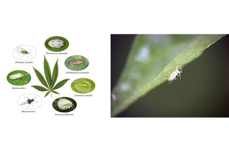 آفت کش شاهدانه