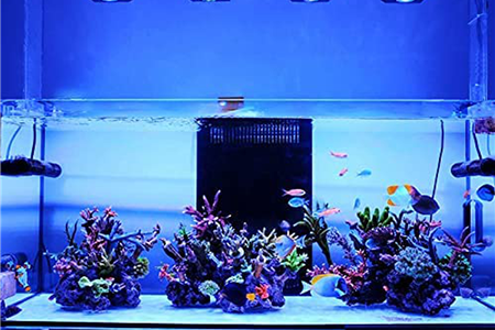 لامپ آکواریوم آب شور