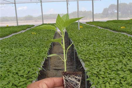 نشاء پیوندی