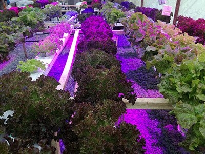 ال ای دی رشد گیاه