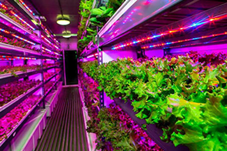 تاثير نور در کشت بافت