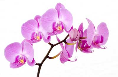 نگهداری گل ارکیده