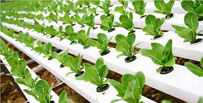 کشت هیدروپونیک در ایران