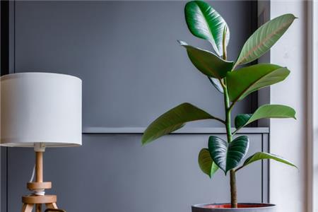 صفر تا صد نگهداری فیکوس بلک | فیکوس الاستیکا