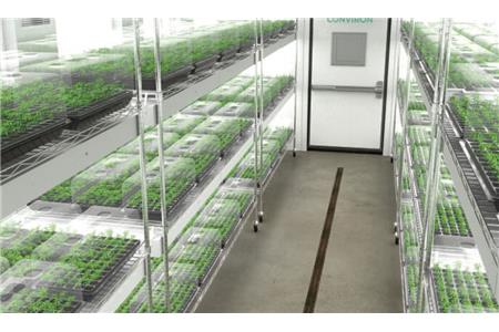 قلمه گرفتن از گیاه شاهدانه 