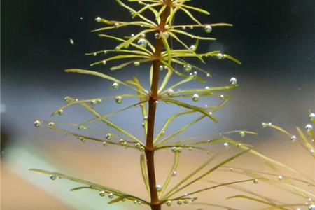 نور آکواریوم پلنت