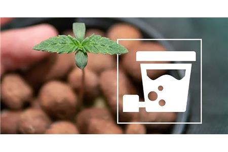کاشت کانابیس به روش هیدروپونیک