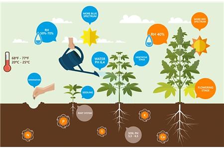 کود مناسب شاهدانه