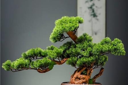 خواص بونسای