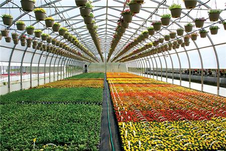 انواع کشت گلخانه‌ای