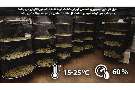 برداشت شاهدانه