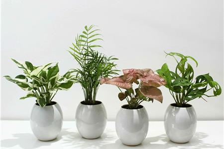 گیاهان آپارتمانی با رشد سریع