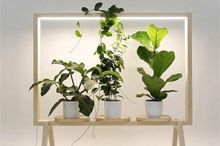 آموزش نحوه صحيح انتخاب نور استاندارد براي گياهان