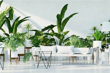 گیاهان آپارتمانی لوکس