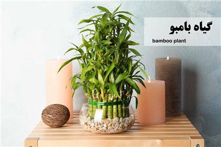 گیاه بامبو