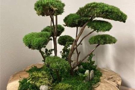 درختچه جاویدان