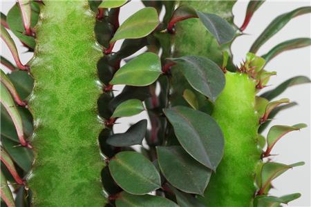 کاکتوس افوربیا