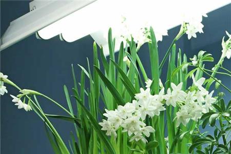 لامپ فلورسنت برای گیاهان