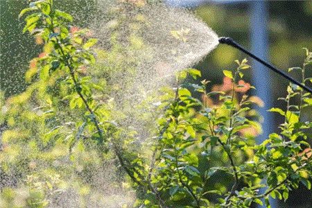 بهترین کود برای رشد سریع درختان میوه