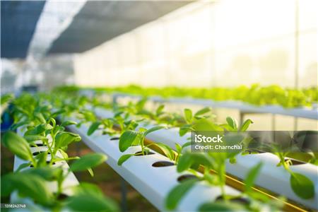 گلخانه هیدروپونیک