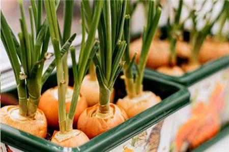 کاشت پیاز با لامپ رشد گیاه