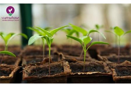 نشاء پیوندی