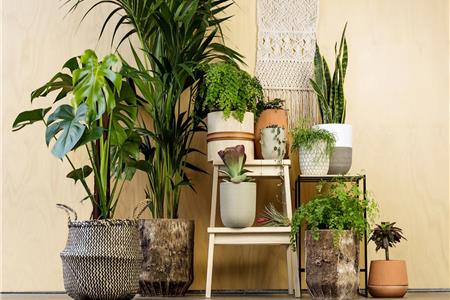 بهترین گلدان گل طبیعی برای هدیه‌دادن