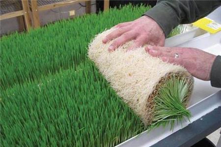 کاشت علوفه هیدروپونیک