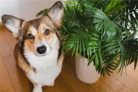 گیاهان بی‌خطر برای حیوانات خانگی