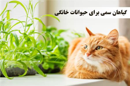 گیاهان سمی برای حیوانات خانگی  