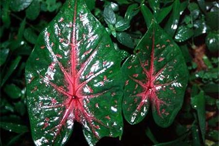 چگونه گیاه كالادیوم یافیل گوش را پرورش دهیم؟