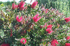 گیاه بطری شور یا كالیستمون