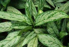 شرایط نگهداری و تکثیر آگلونما