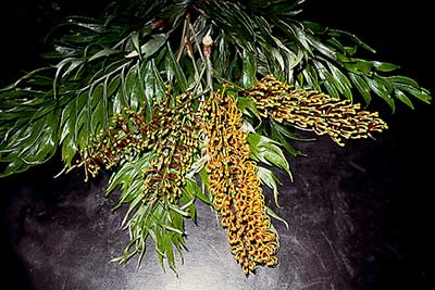 گیاه خاص - بلوط ابریشمی یا گریویلا