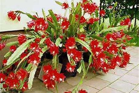 طرز نگهداری از کاکتوس ارکیده ای