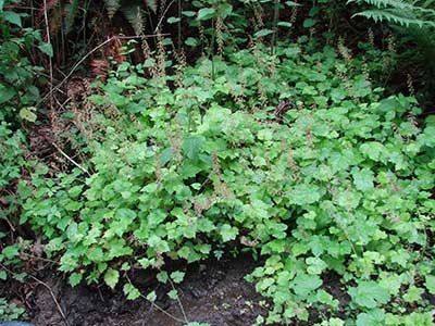 نحوه ی نگه داری از گیاه تولمیا