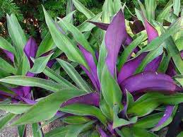 راهنمای جامع نگهداری از برگ بیدی